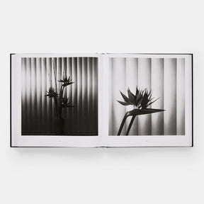 Mapplethorpe Flora