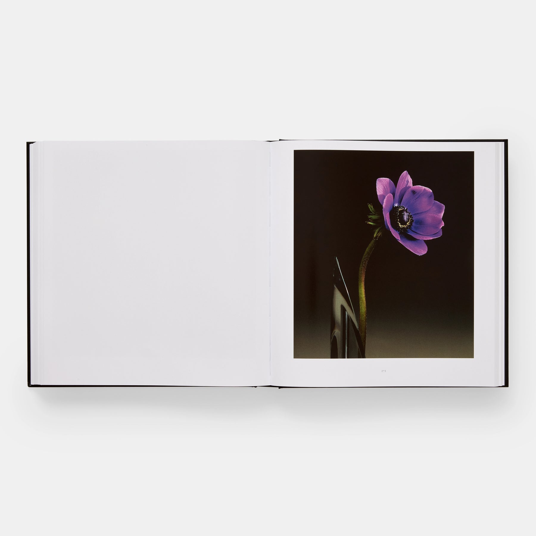 Mapplethorpe Flora