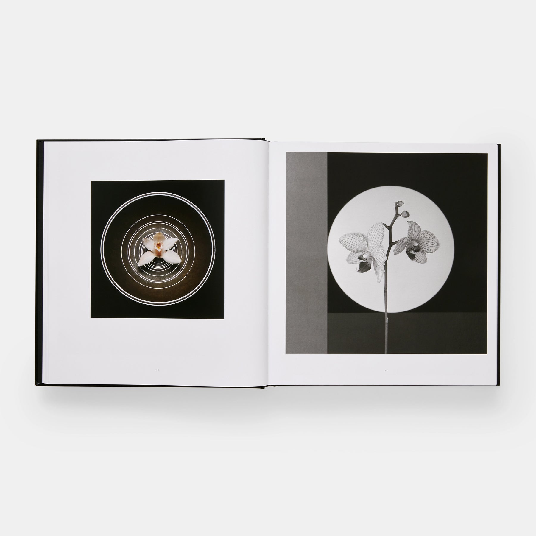 Mapplethorpe Flora