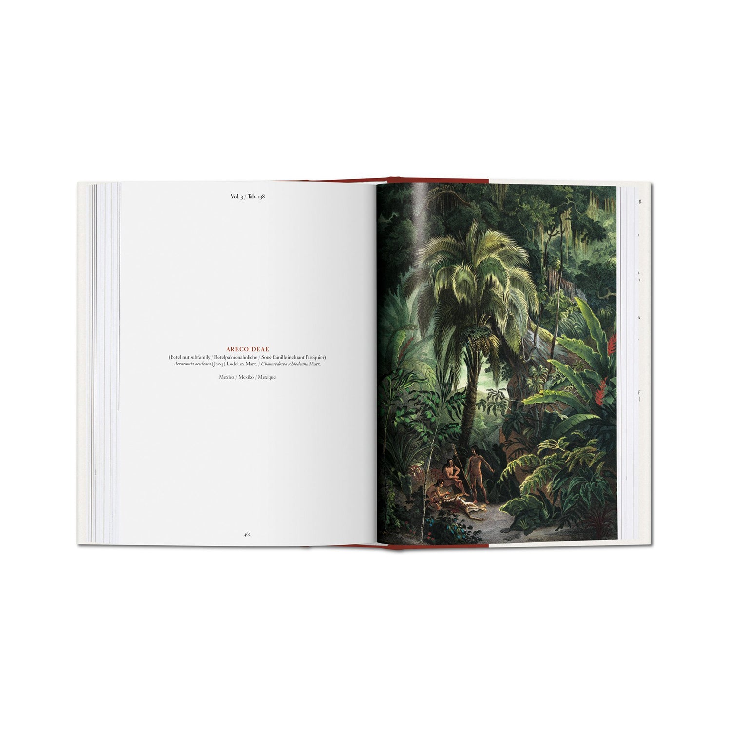 The Book of Palms. 40th Anniversary Edition